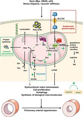 The Role of Glutamine and Glutaminase in Pulmonary Hypertension